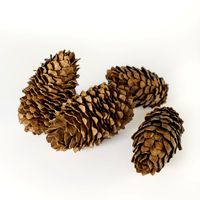 Fir cones 3D Model