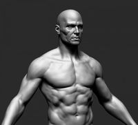 Male Anatomy 3D Model