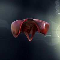 Human Diaphragm Anatomy 3D Model