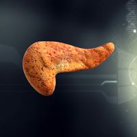 Human Pancreas Anatomy 3D Model