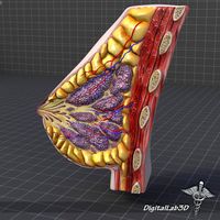 Human Female Breast Anatomy 3D Model