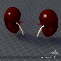 Kidney External 3D Model