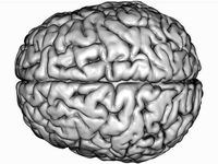 Printable "Visible Human" Brain by ThreeForm