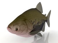 Fish 3D Model