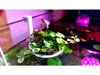 Wabi-kusa Cradle by buelwoori