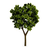 White Ash (Fraxinus americana)