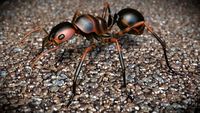 Ant 3D Model