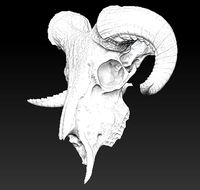 Ram skull 3D Model