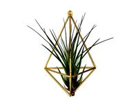 Air Plant wall mount - plant hanger by bohne