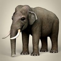 Low Poly Realistic Elephant 3D Model