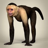 Low Poly Realistic Capuchin Monkey 3D Model