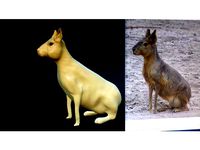 Mara Argentina Liebre de patagones by guillekoa