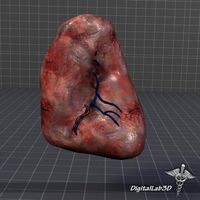 Spleen 3D Model