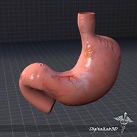 Stomach External 3D Model