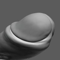 Penis 3d Model