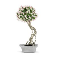Flowering Tree in Concrete Pot