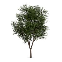 Austrian oak (Quercus cerris)