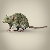 Low Poly Rat