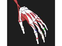 Multi material hand by benengel