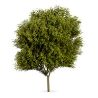 Honey locust (Gleditsia triacanthos)