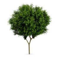 Honey locust (Gleditsia triacanthos)