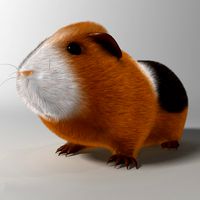 Guinea pig (Cavia porcellus) Rigged