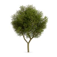 Honey locust (Gleditsia triacanthos)