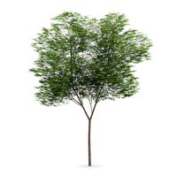 Common beech (Fagus sylvatica)