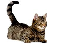 Creating a printable 3D shape of an object from it's Image Using SelfCAD softwa by ekaransammy