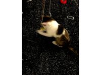 Cat Toy  by mussy