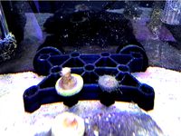 Coral Frag Rack by Zephrant
