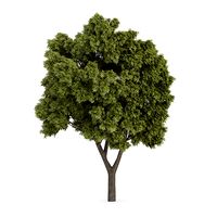 Sycamore Maple (Acer pseudoplatanus)