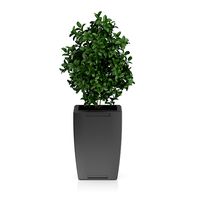Plant in Rectangular Pot