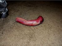 Giant Turkey Neck by Jay_Omega