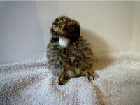 Neck brace for Athene noctua - Little Owl by Mrpiou