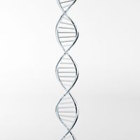 DNA Strand