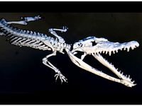 Crocodylus 3D by tresdlito