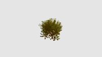 Prunus padus aurea v