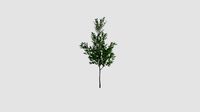 Betula  v