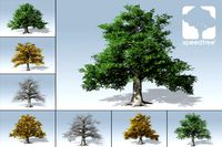 European Beech Package