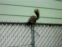 Squirrel fence feeder by NoahBody