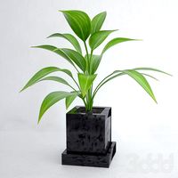 PLANT 02
