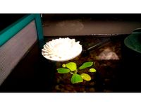 Betta Spawning Pad by _Lucian_