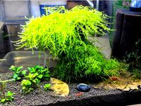 Aquarium Bonsai Experiments by waleedk