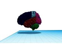 Brain Lobes by Rookssm