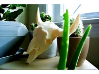 Buffalo Skull (Large) by R3D_Printing