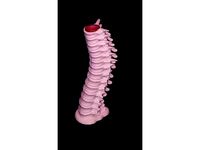 Spine Candle Holder w/ Base by kaptaink_cg
