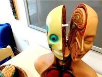 connector pin for anatomic doll by SUPERSPAMTUBE