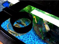 Fish Feeder Ring for Aqueon 36 Gallon Bowfront Tank by kar3nturner