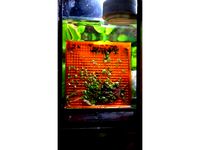 duckweed collector by Knickohr
